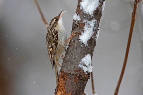 Short-toed treecreeper,