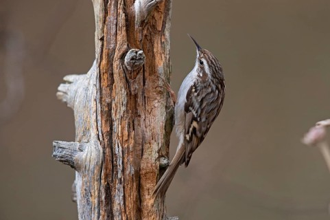 Short-toed treecreeper,