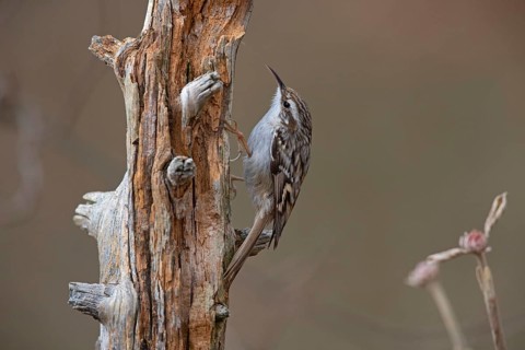 Short-toed treecreeper,
