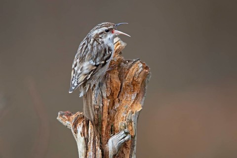 Short-toed treecreeper,