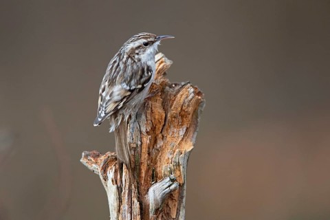 Short-toed treecreeper,