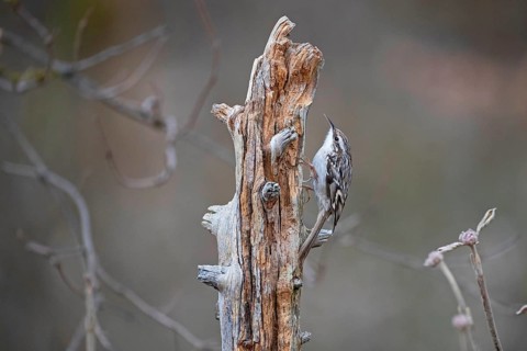 Short-toed treecreeper,