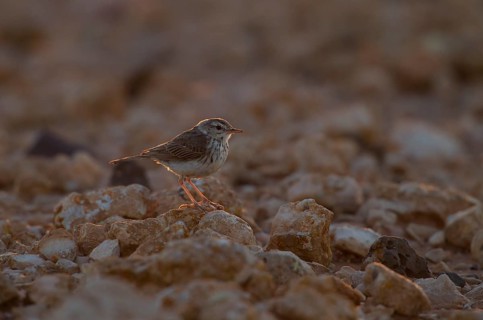 Berthelot's pipit,