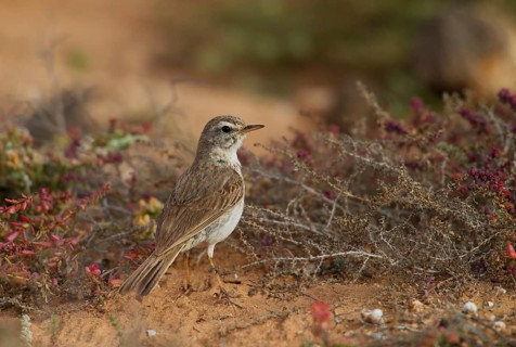Berthelot's pipit,