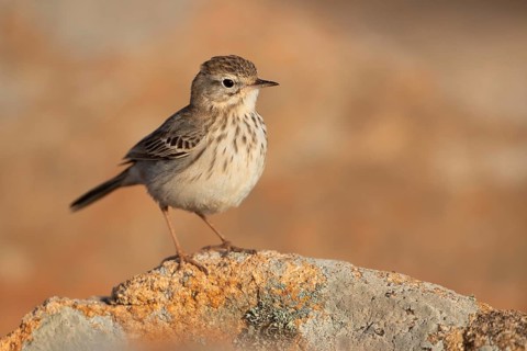 Berthelot's pipit,