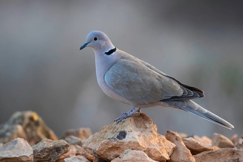 Eurasian Collared Dove,