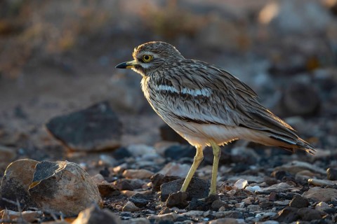 Stone Curlew,