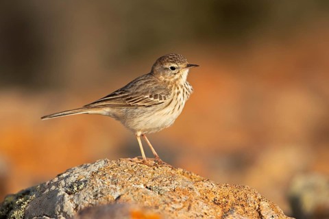 Berthelot's pipit,
