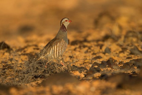Barbary partridge,