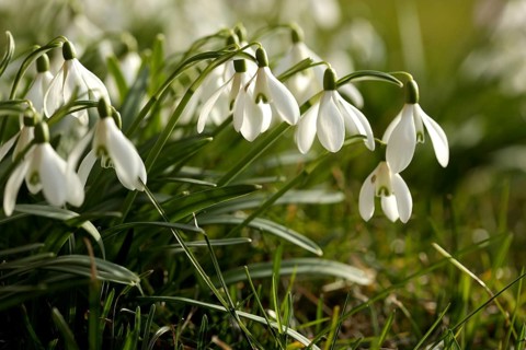 Medicinal plant snowdrop, Galanthus nivalis