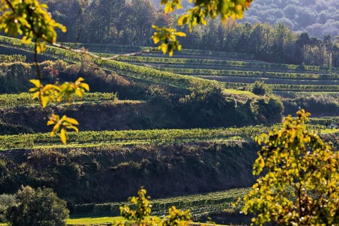 Winegrowing in the Kaiserstuhl. Wine terraces without end. Vogtsburg, Kaiserstuhl