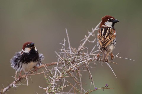 Spanish sparrow,