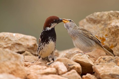 Spanish sparrow,