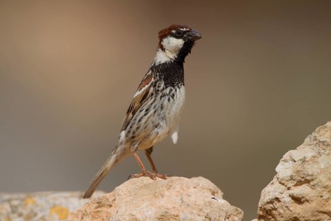 Spanish sparrow,