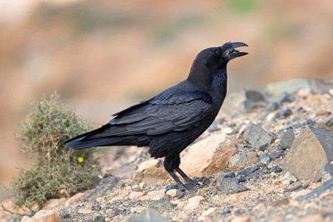African northern raven,