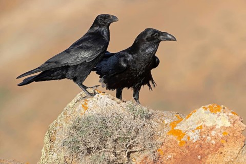 African northern raven,