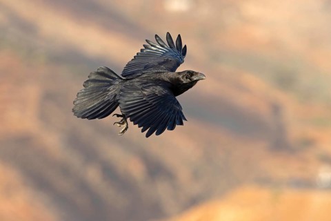 African northern raven,