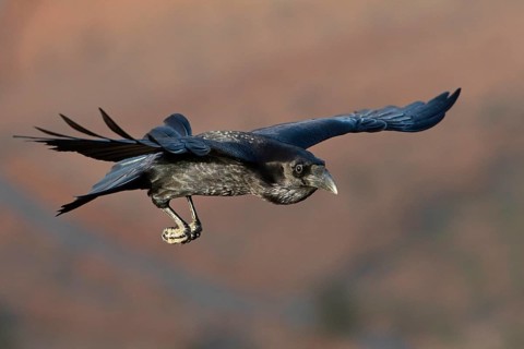 African northern raven,