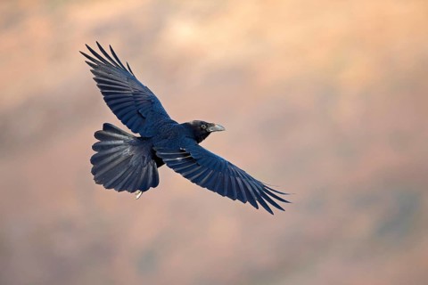 African northern raven,