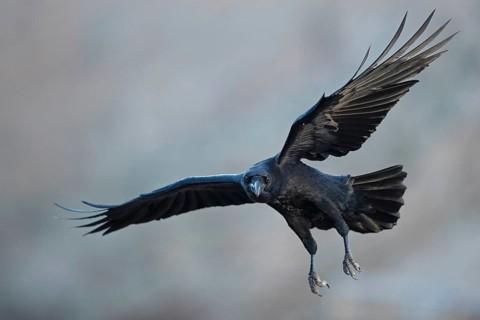 African northern raven,