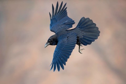 African northern raven,