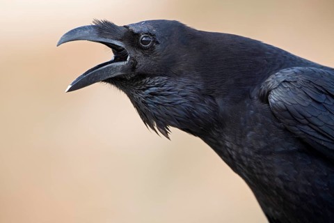 African northern raven,