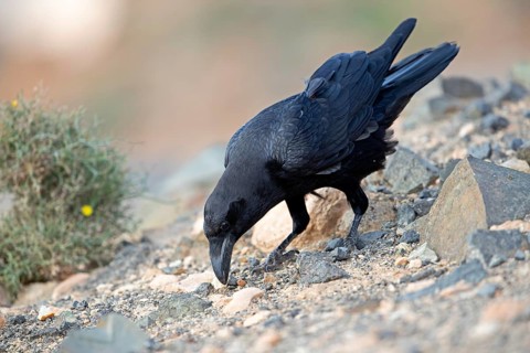African northern raven,