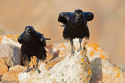 African northern raven,