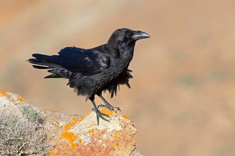 African northern raven,