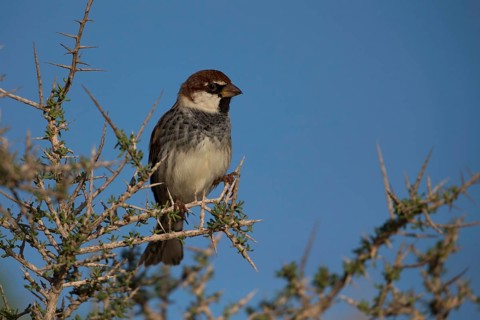 Spanish sparrow,