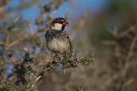 Spanish sparrow,