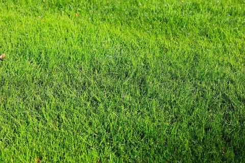 Meadow, grass