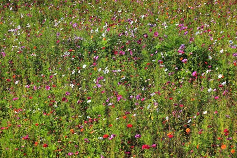 Flower meadow, biotope meadow