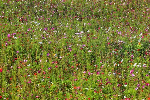 Flower meadow, biotope meadow