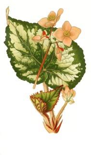 Begonia rex. Begonia, Flower