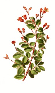 Begonia fuchsioides. Begonia, Flower