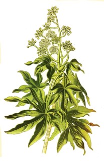 Fatsia Japonica, Japanese aralia