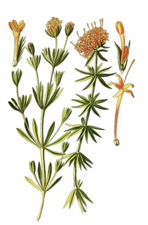 Asperula,