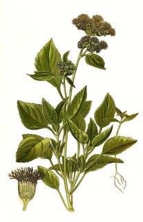 Ageratum ceruleum, whiteweed. Ageratum is a genus of plant in the composite family