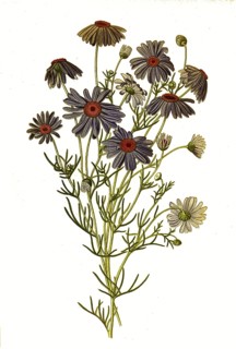 Brachycome iberidifolia, Swan river daisy. Blue daisy