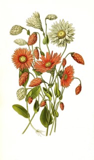 Helipterum manglesii, Rhodanthe manglesii