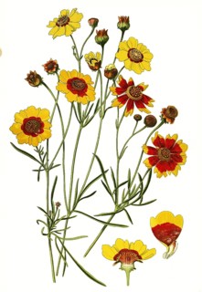 Coreopsis tinctoria, Plains coreopsis