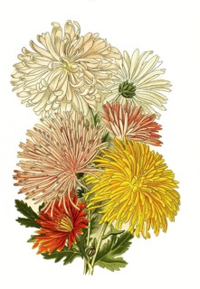 Chrysanthemum sinense var. chrysanthemum. Garden Chrysanthemum, Flower