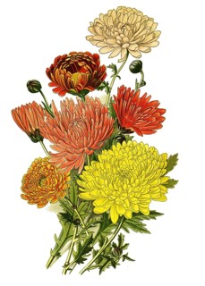Chrysanthemum sinense var. chrysanthemum. Garden Chrysanthemum, Flower