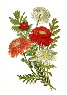 Tanacetum,