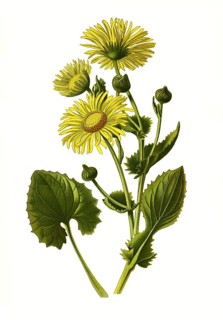 Caucasicum, Caucasian Leopards Bane. Heart-leaved leopard's bane