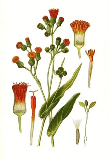 Emilia sagittata, Emilia fosbergii