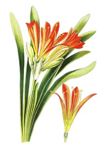 Natal lily,