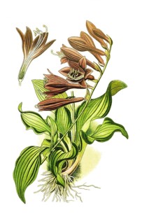 Ovata, Plantain Lily