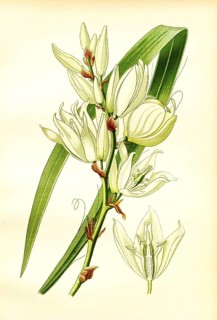 Yucca filamentosa, Silk Grass. Feralds Yucca